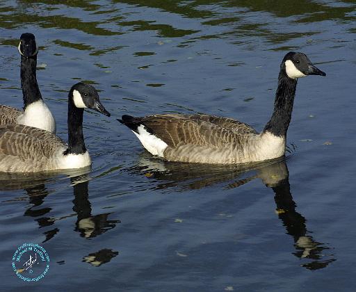 Canada Goose 9P051D-099.JPG